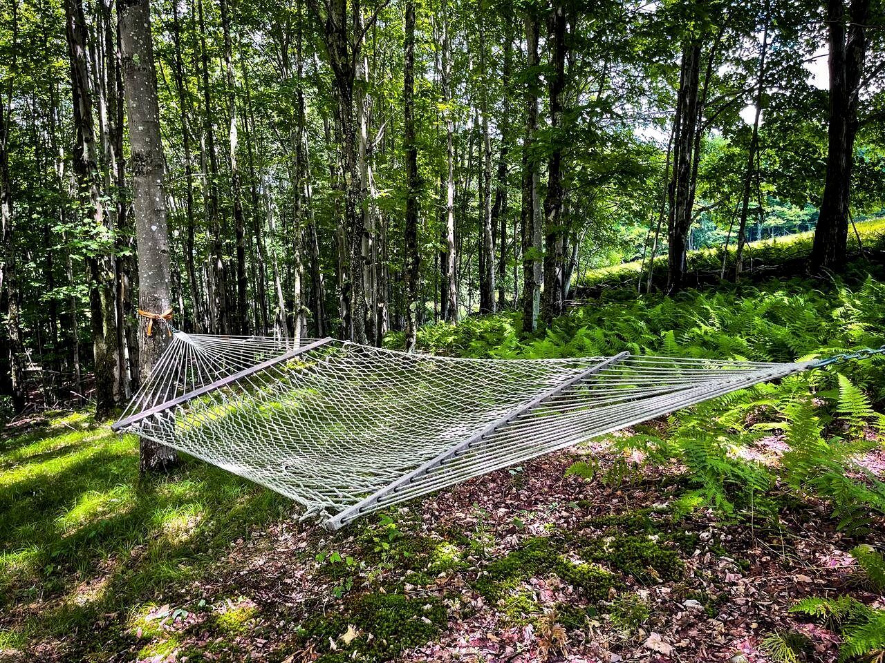 A hammock in a forested area with trees and ferns around.