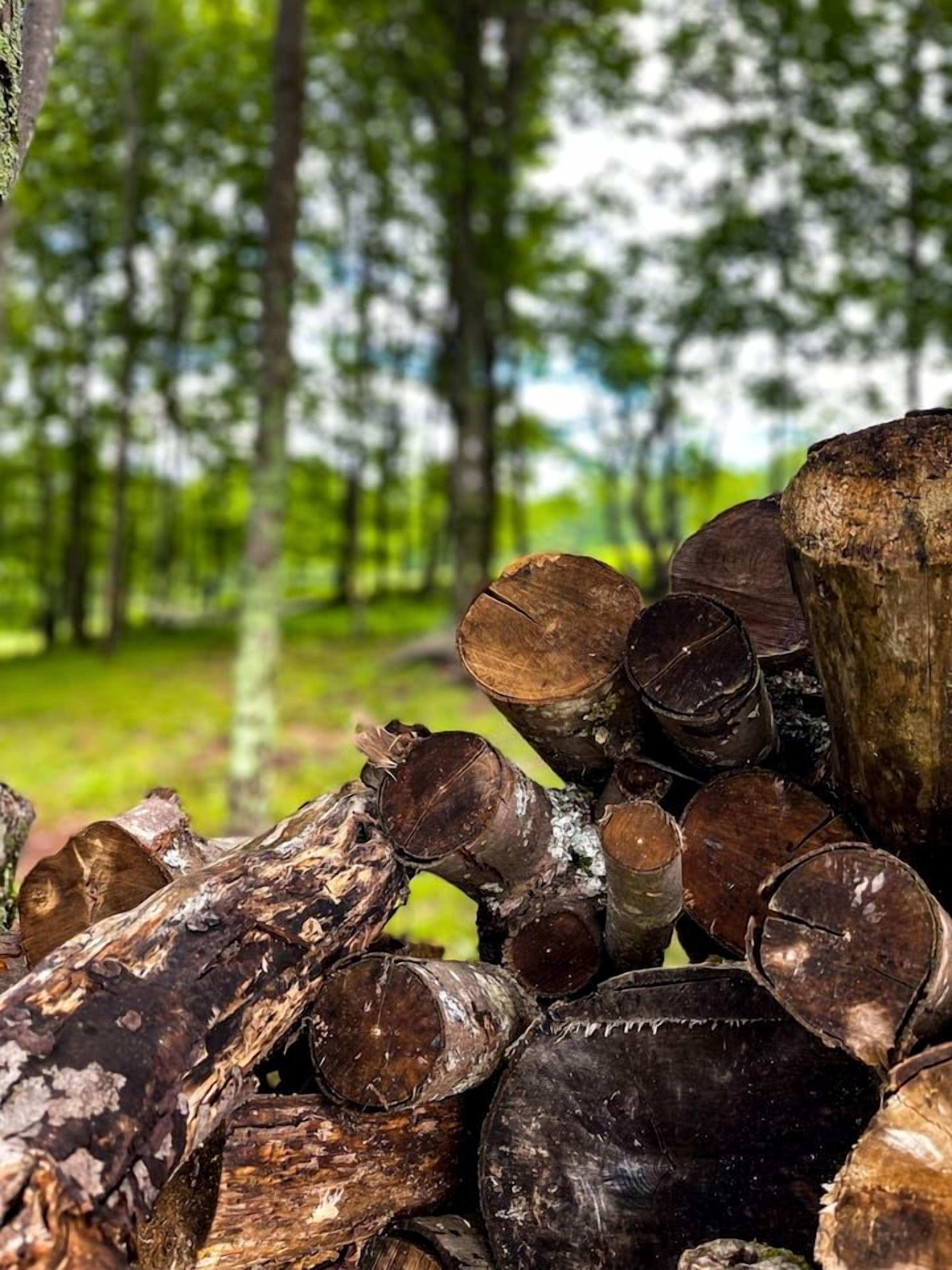 A stack of cut logs in a forested area.