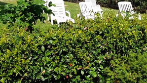 A garden area with white lounge chairs and dense green foliage. - Da Elena Apartment, two-room apartment with private garden, complex with pool and tennis court (Pacengo)