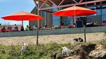 A building with a modern architectural style, outdoor seating area with red umbrellas, and a grassy area with dogs.