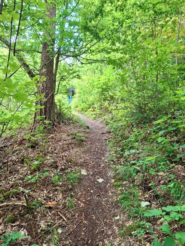 Un sentier bordé d’arbres, sur lequel on voit une personne s’éloigner de la caméra.