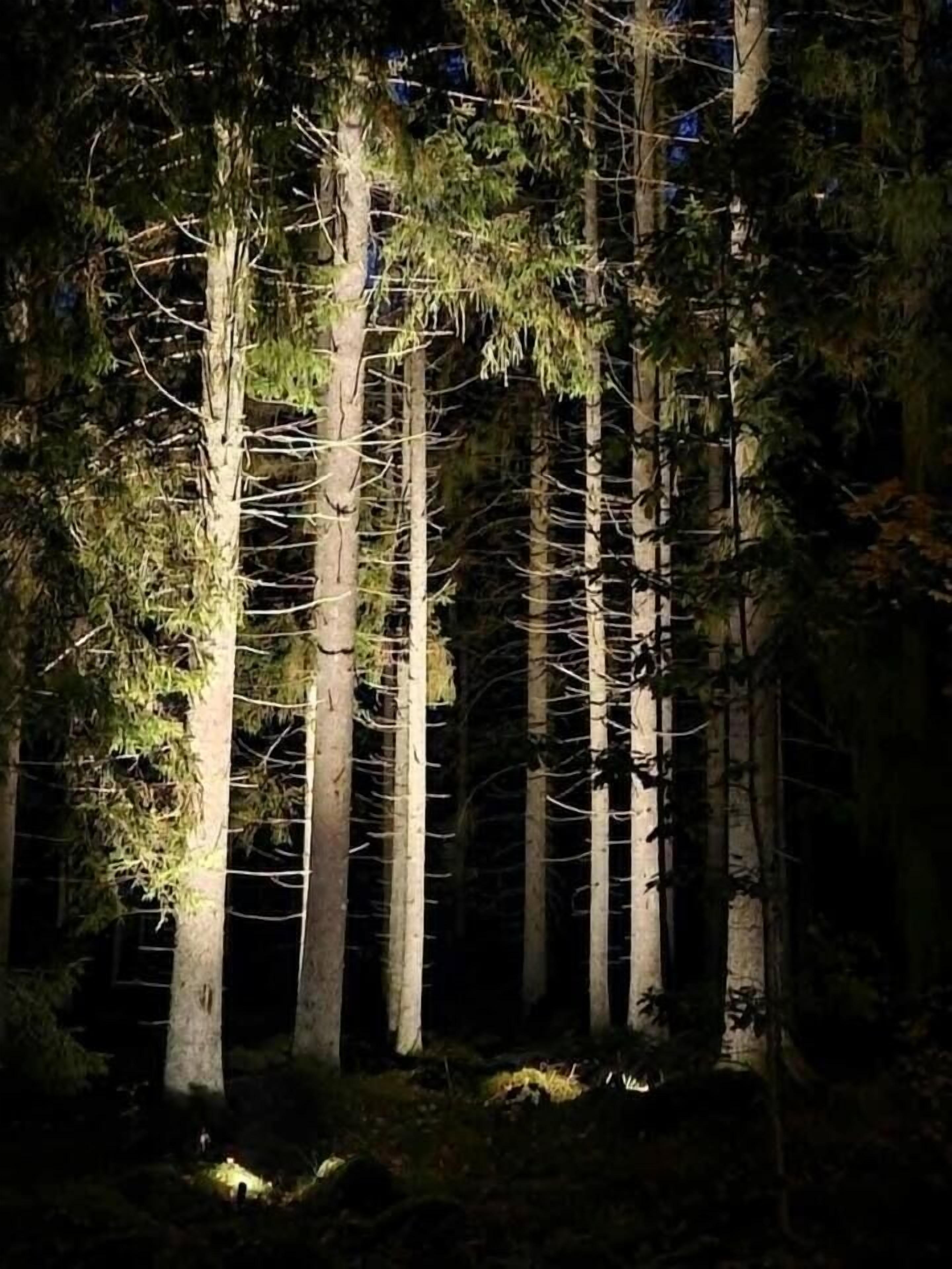 Ein dichter Wald mit hoch aufragenden Bäumen und einer Lichtquelle am Fuße.