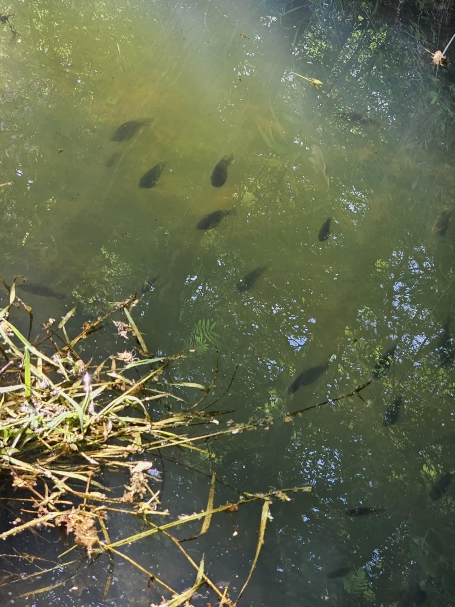 Masa de agua con plantas acuáticas y peces.