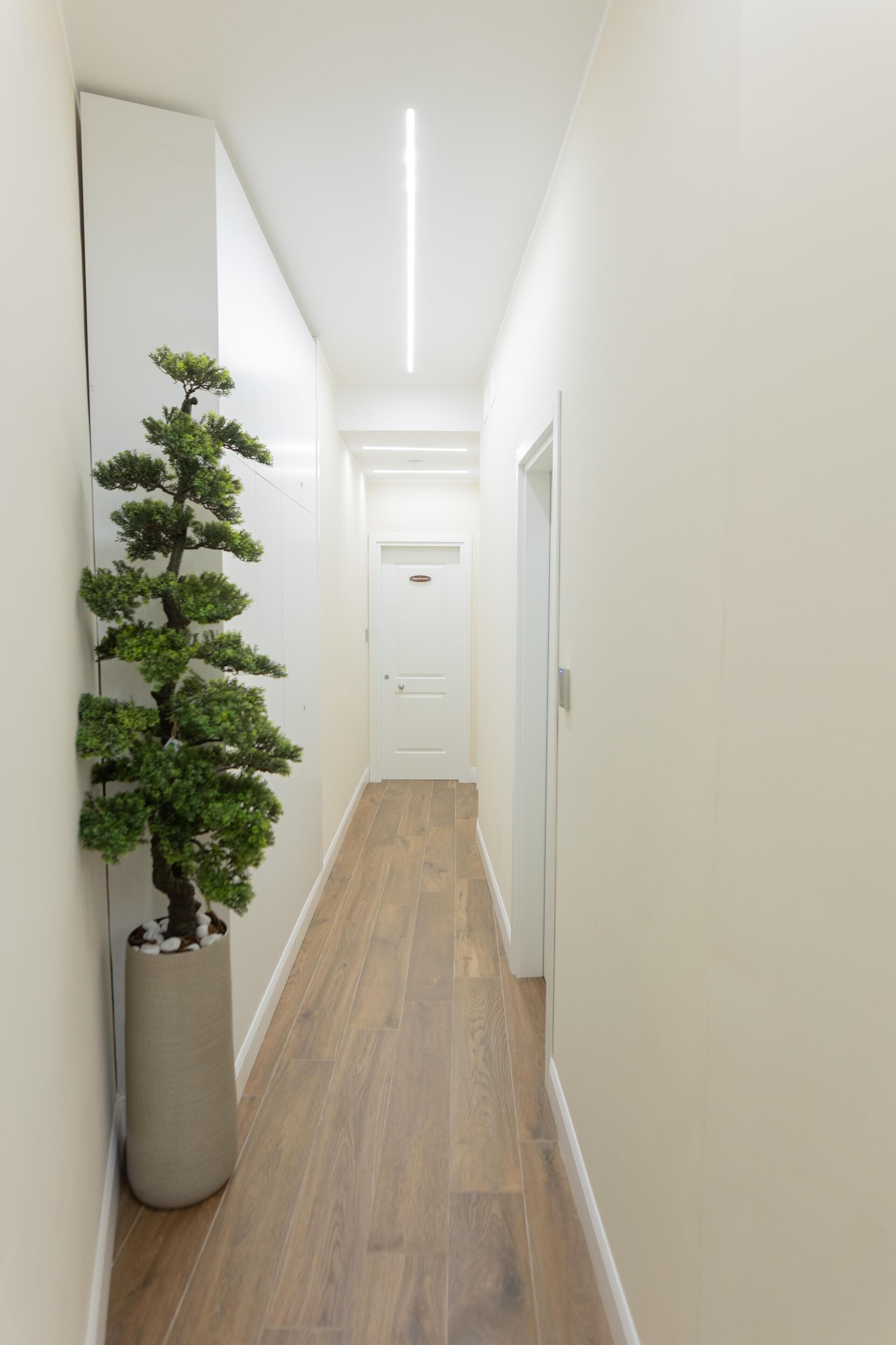 A narrow hallway with a potted bonsai tree, wooden flooring, white walls, and a door at the end.