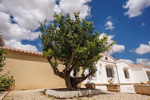 A tree in a courtyard with a building in the background. - Villa Mariposa Azul with a private pool, terrace, and views of the Salt Lake (Torrevieja)