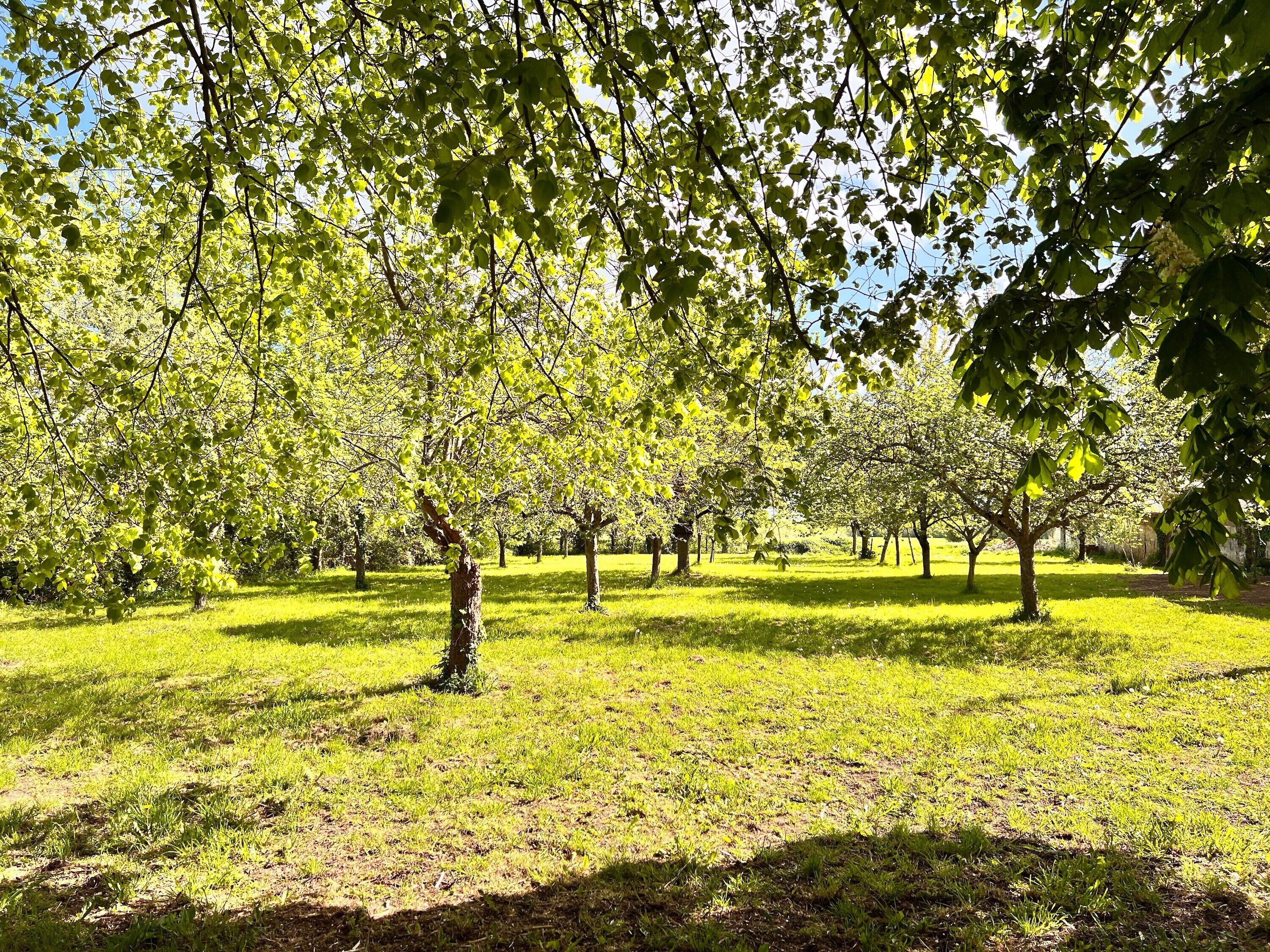 An orchard with trees and grass.