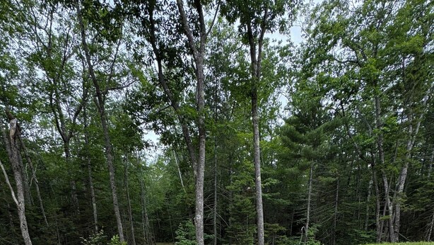 Un claro en el bosque con asientos exteriores y una fogata.