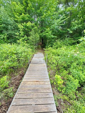 A wooden boardwalk through a dense forest.