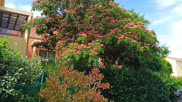 A tree with pink flowers in front of a building. - 2-room apartment, 45 m², ground floor, garden 50 m² + terrace 26 m² (Hyères)