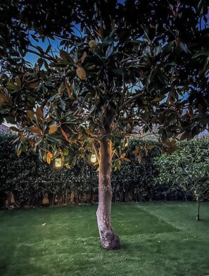 A tree with a thick trunk and dense foliage in a well-maintained grassy area. - Villa Garden (Porto San Giorgio)