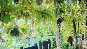 A glass-top table with chairs, surrounded by lush greenery and hanging plants. - Garden Monte Líbano (Rondonópolis)