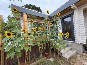 Ein Garten mit Sonnenblumen und einem Holzzaun.