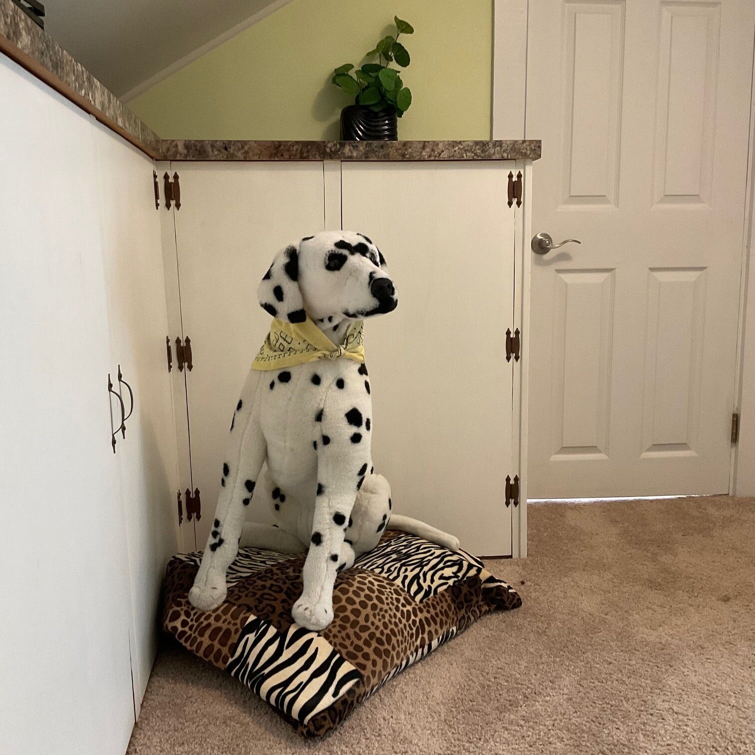 Um cão dálmata sentado em uma cama para animais de estimação com estampa de zebra em um quarto com uma porta branca e uma planta na parede.