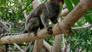 A lemur sitting on a tree branch surrounded by green foliage. - Pousada Paracuru kite Village (Paracuru)