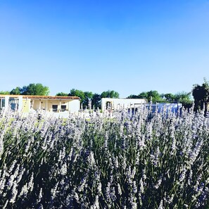 A row of single-story buildings with a field of lavender in the foreground.