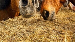 Two horses lying on hay with a clear blue sky in the background. - Cowboy Trailer - Unique Tiny House (Mignaloux-Beauvoir)