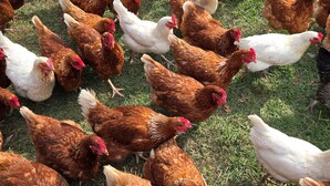 A group of chickens on a grassy field.