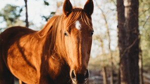 A close-up of a horse with a white marking on its forehead, standing in a natural setting with trees in the background.