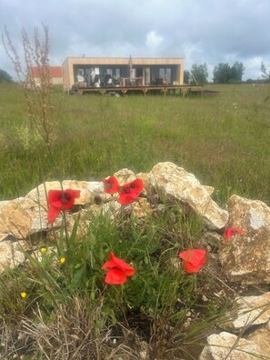 Un champ parsemé de coquelicots rouges, avec un bâtiment visible au loin.