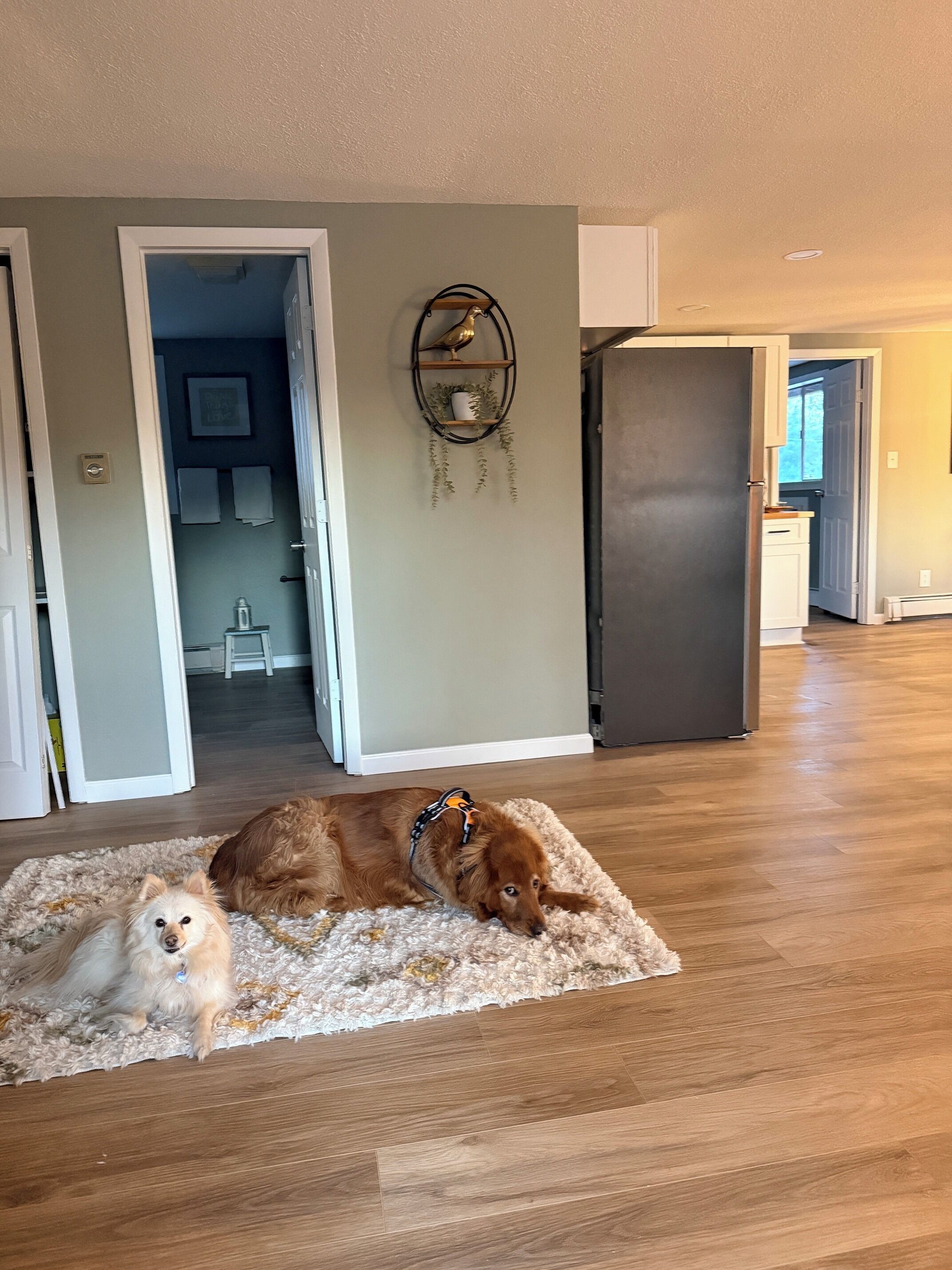 A spacious living area with hardwood flooring, a fluffy rug, and a dog lying on it.