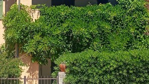 A building with a tiled roof, a stone wall, and a metal fence. - Casa Glicine Isola Del Giglio: Sea View, Private Terrace and Garden (Giglio Campese)