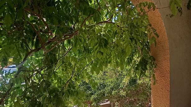 An outdoor patio area with a covered seating area, a potted plant, and a view of the surrounding greenery. - Casa Glicine Isola Del Giglio: Sea View, Private Terrace and Garden (Giglio Campese)