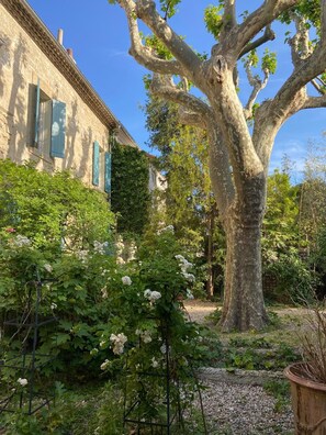 Ein Steinhaus mit blauen Fensterläden, einem großen Baum und weiß blühenden Sträuchern.