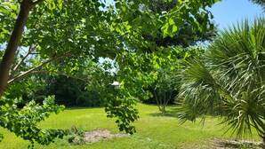 A grassy outdoor area with trees and a palm plant.