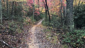 A forested path with trees and underbrush.