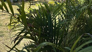 Una casa móvil de un piso con techo plano, un porche delantero y un pequeño jardín con césped y una palmera.