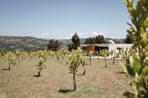 Un vignoble avec des rangées de jeunes plants, un bâtiment moderne et, au loin, un paysage vallonné.