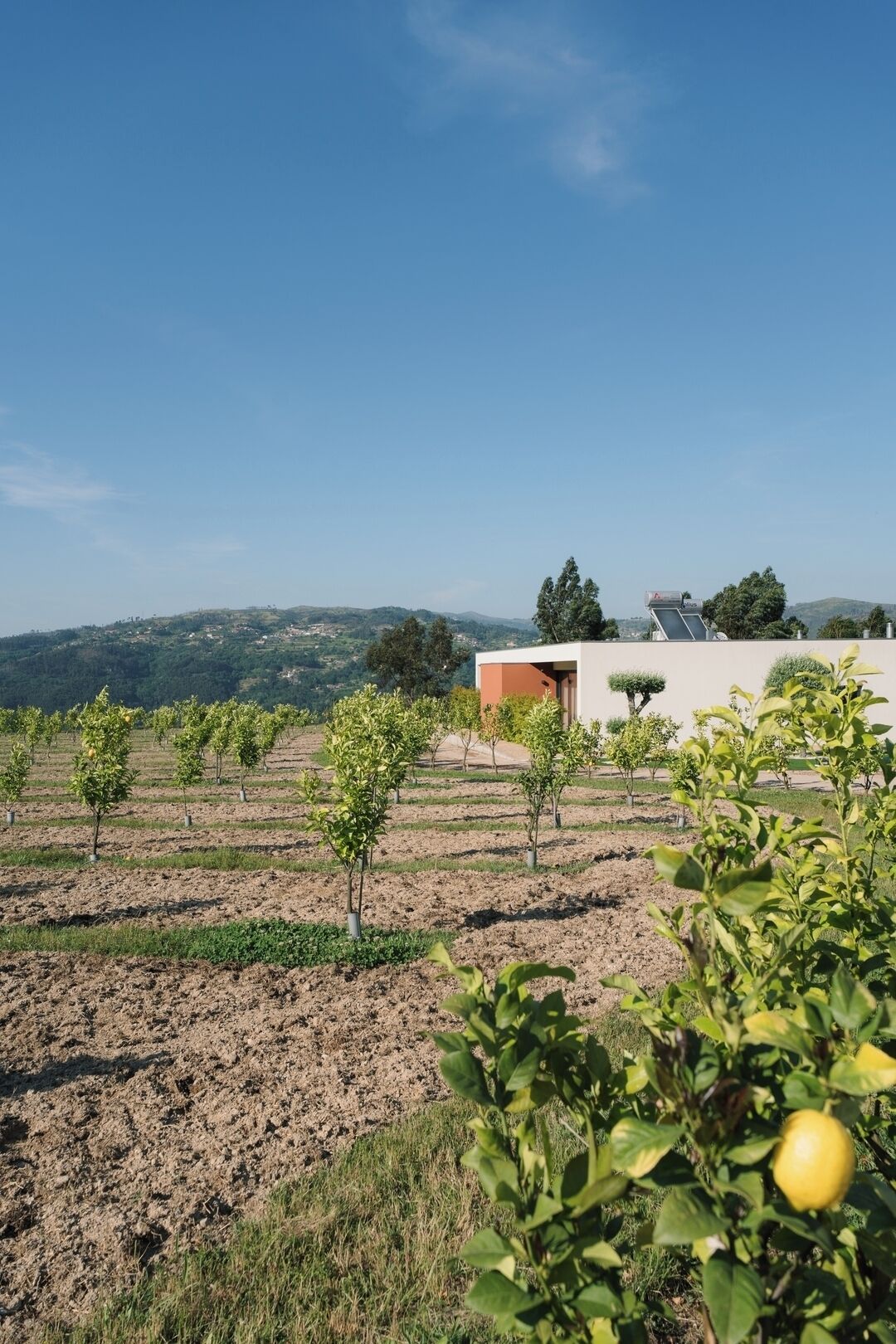 A vineyard with rows of young trees, a modern building with a sloped roof, and a clear blue sky.