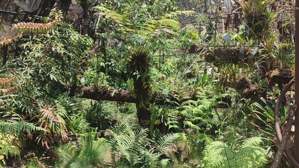 A greenhouse with various plants and a tree trunk in the center.