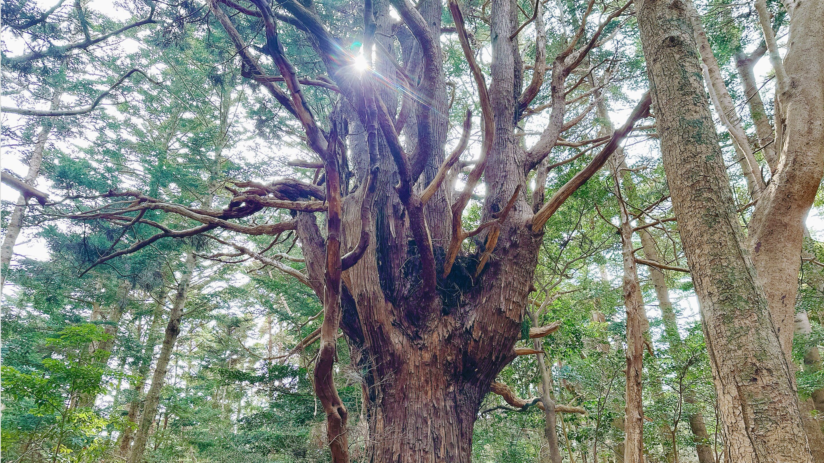 A large tree with a thick trunk and extensive branches, surrounded by other trees in a forest.