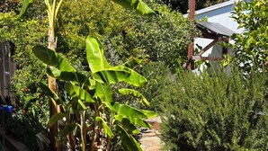 Un jardin avec des bananiers, un paillasson et une maison en arrière-plan.