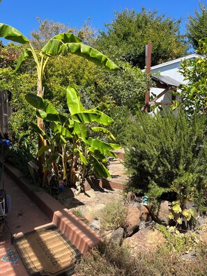 Un jardín con palmeras bananeras, un felpudo y una casa al fondo.