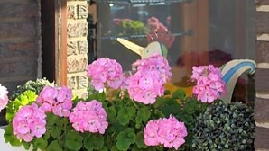A window with pink flowers and a brick wall. - Alte Post (Krefeld)
