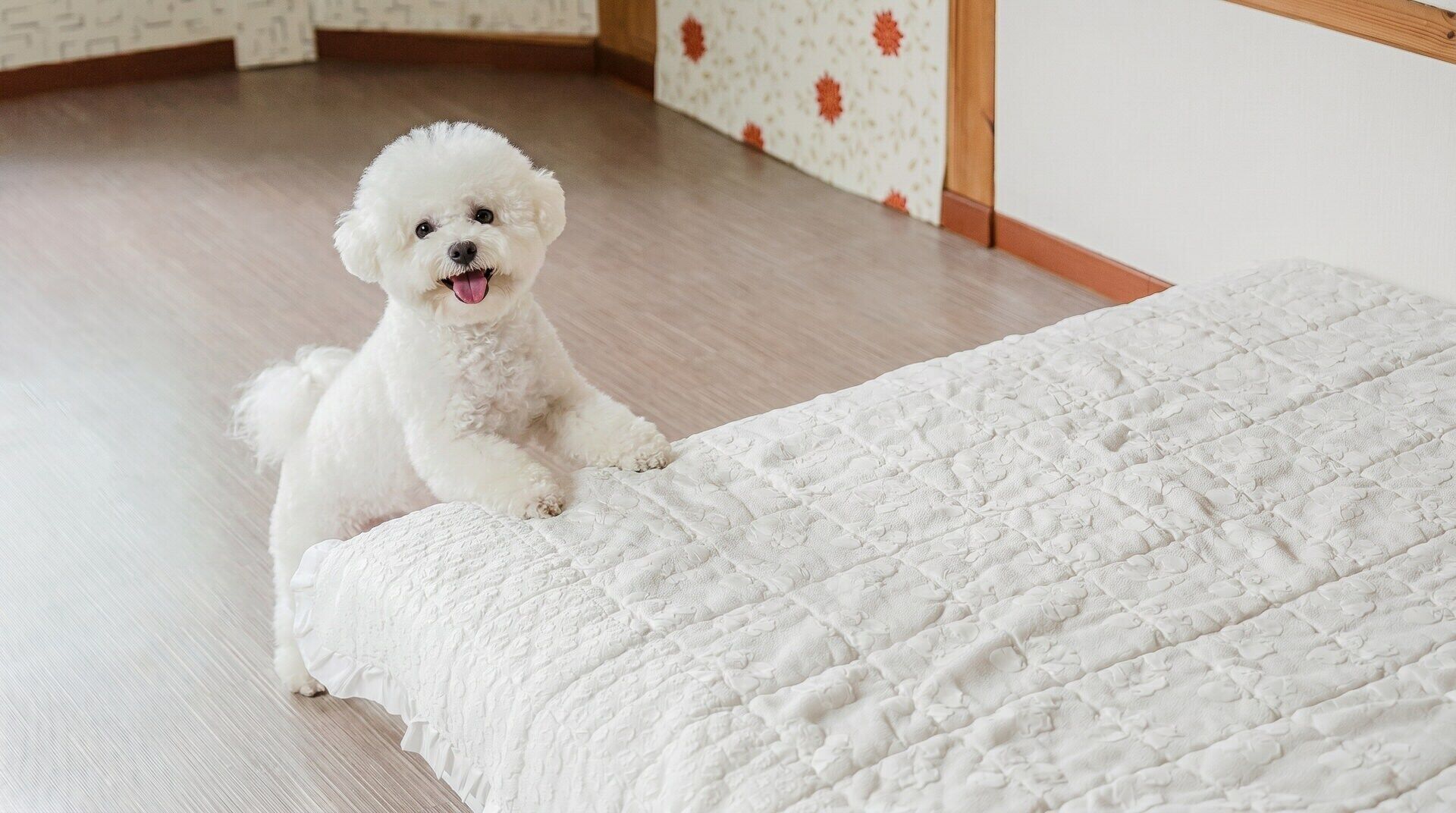 Un piccolo cane bianco seduto su un letto bianco trapuntato in una stanza con pavimento in legno e carta da parati decorata.