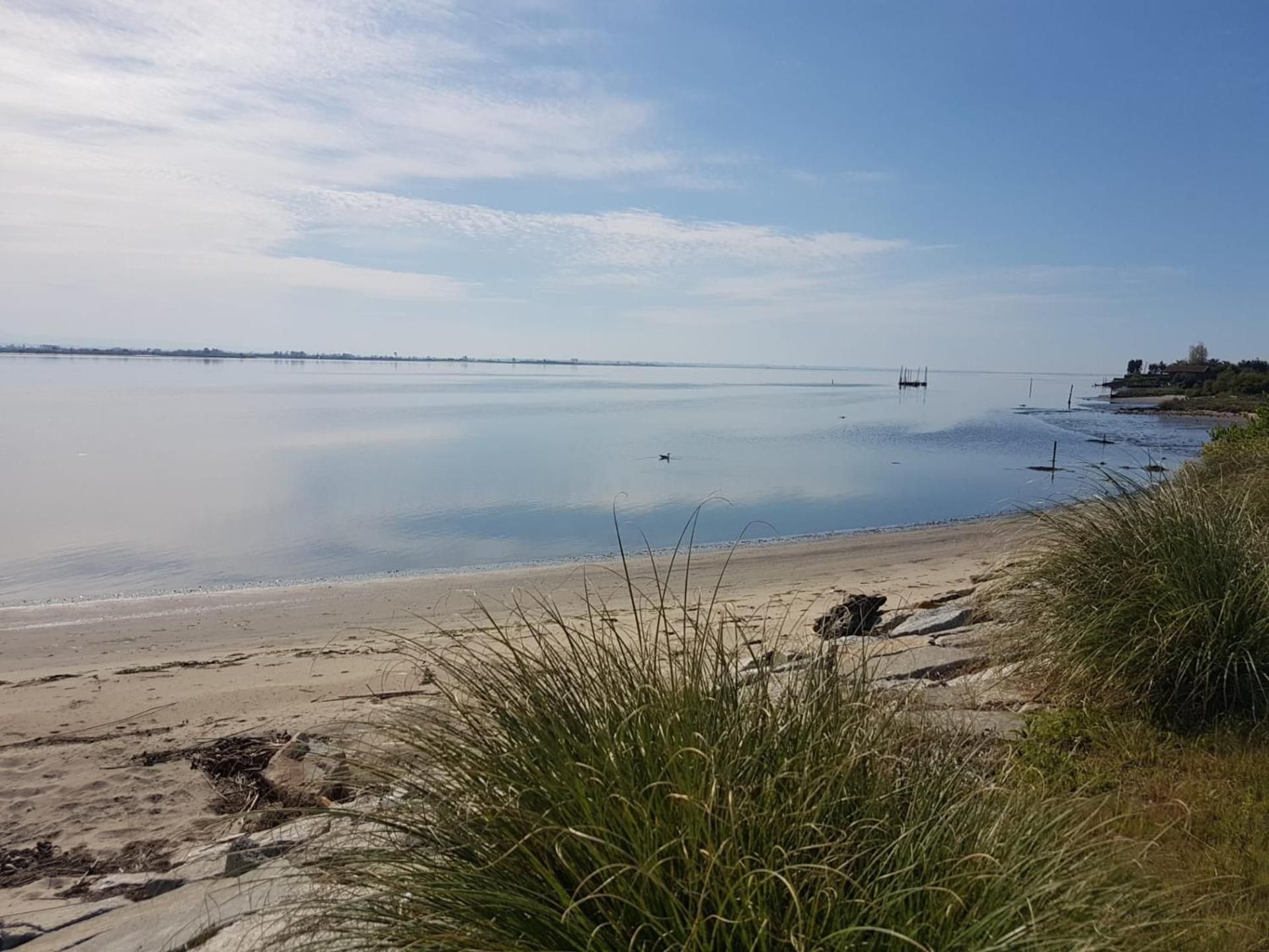 A beach with calm water, a distant shoreline, and some vegetation in the foreground.