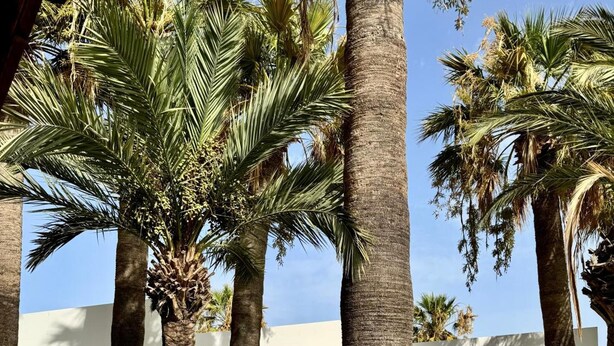 A row of palm trees with numbered signs indicating hotel room numbers 106, 107, and 108. - El Eden (El Ejido)