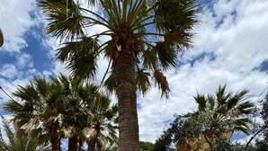 View from property - El Eden (El Ejido)