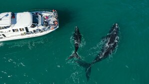 A boat with passengers and two dolphins swimming nearby.