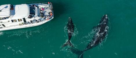 A boat with passengers and two dolphins swimming nearby.