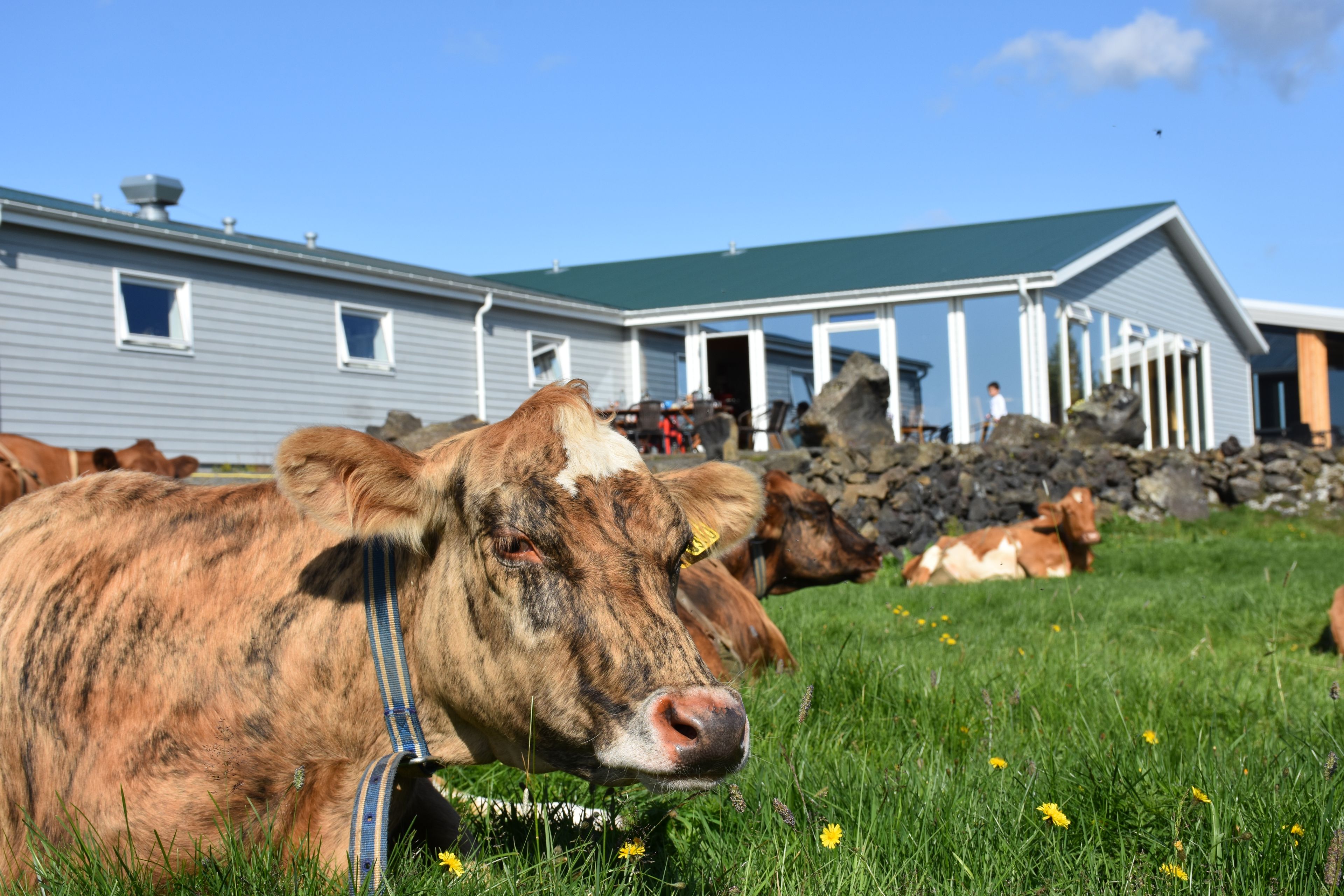 A barn with a green roof and white trim, surrounded by cows grazing in a grassy field.