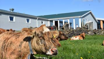 A barn with a green roof and white trim, surrounded by cows grazing in a grassy field.