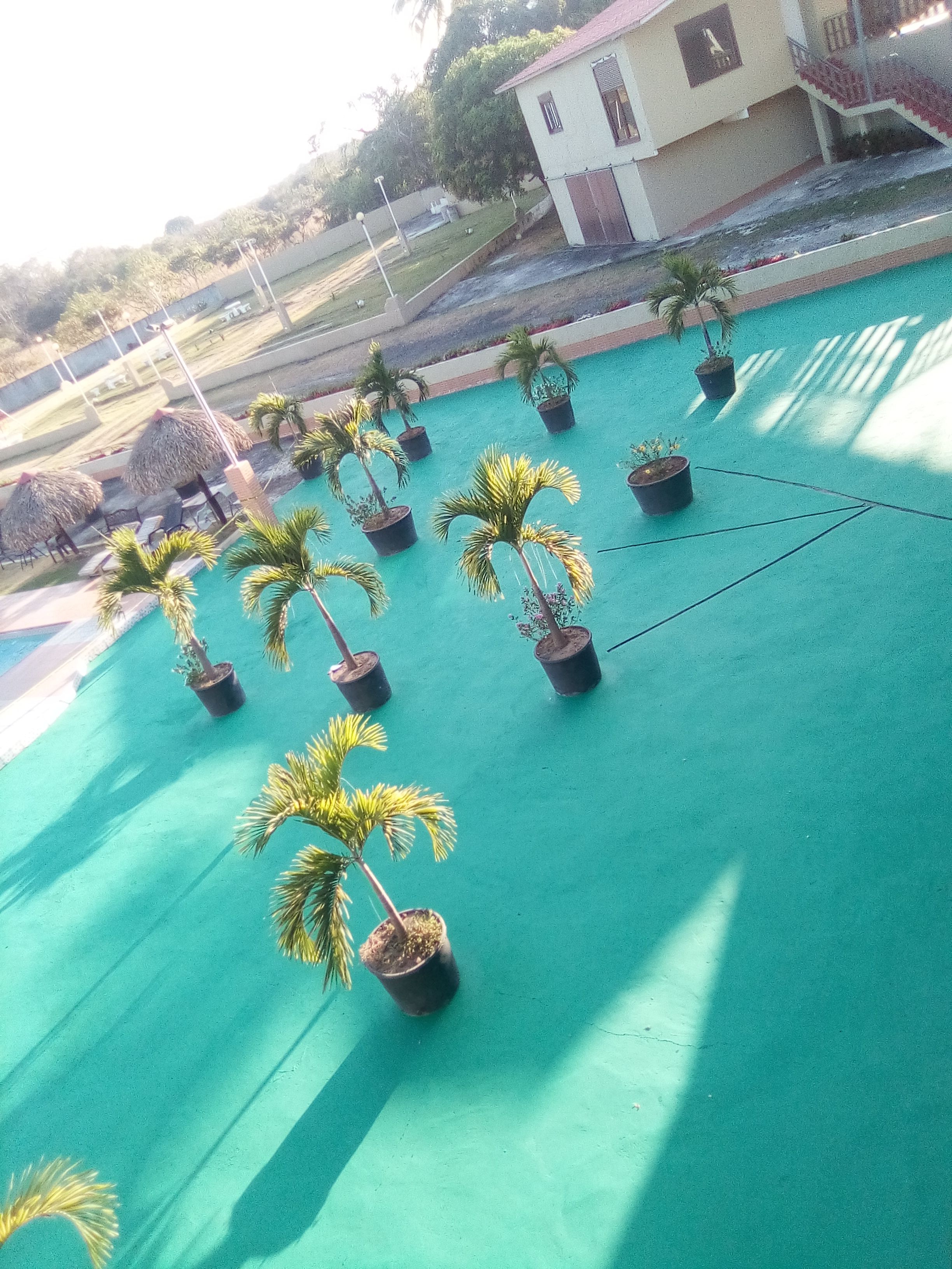 A rooftop garden with potted palm trees and a building in the background.