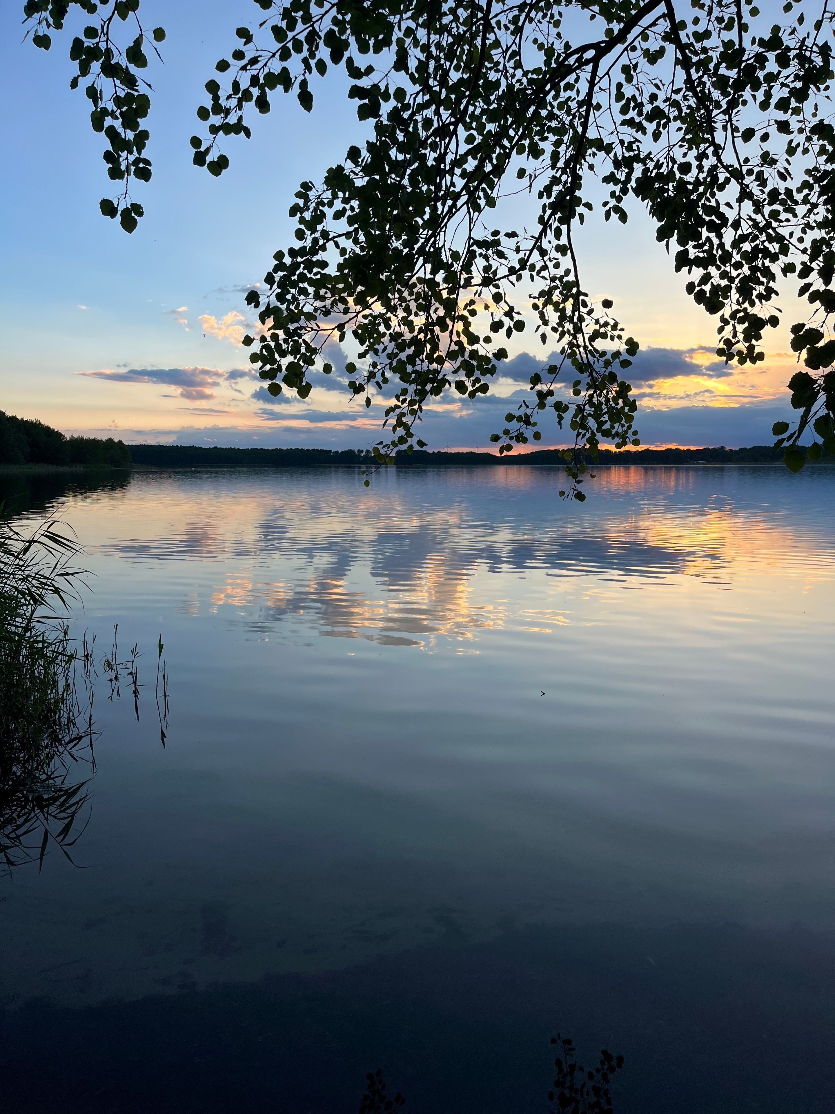Un lac paisible où se reflètent les arbres et où le ciel est dégagé.