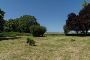 Ein grasbewachsenes Feld mit Bäumen und blauem Himmel.