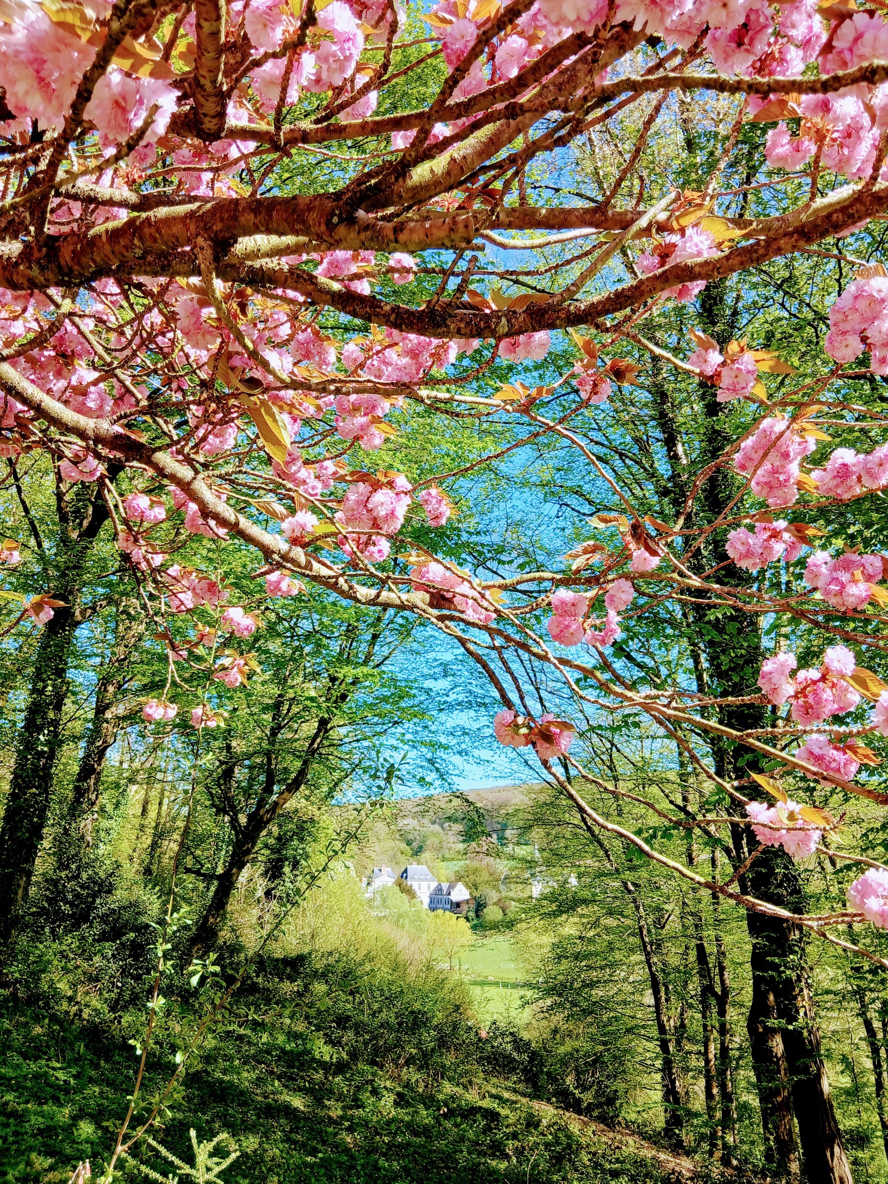 A forested area with cherry blossoms and a distant view of houses.