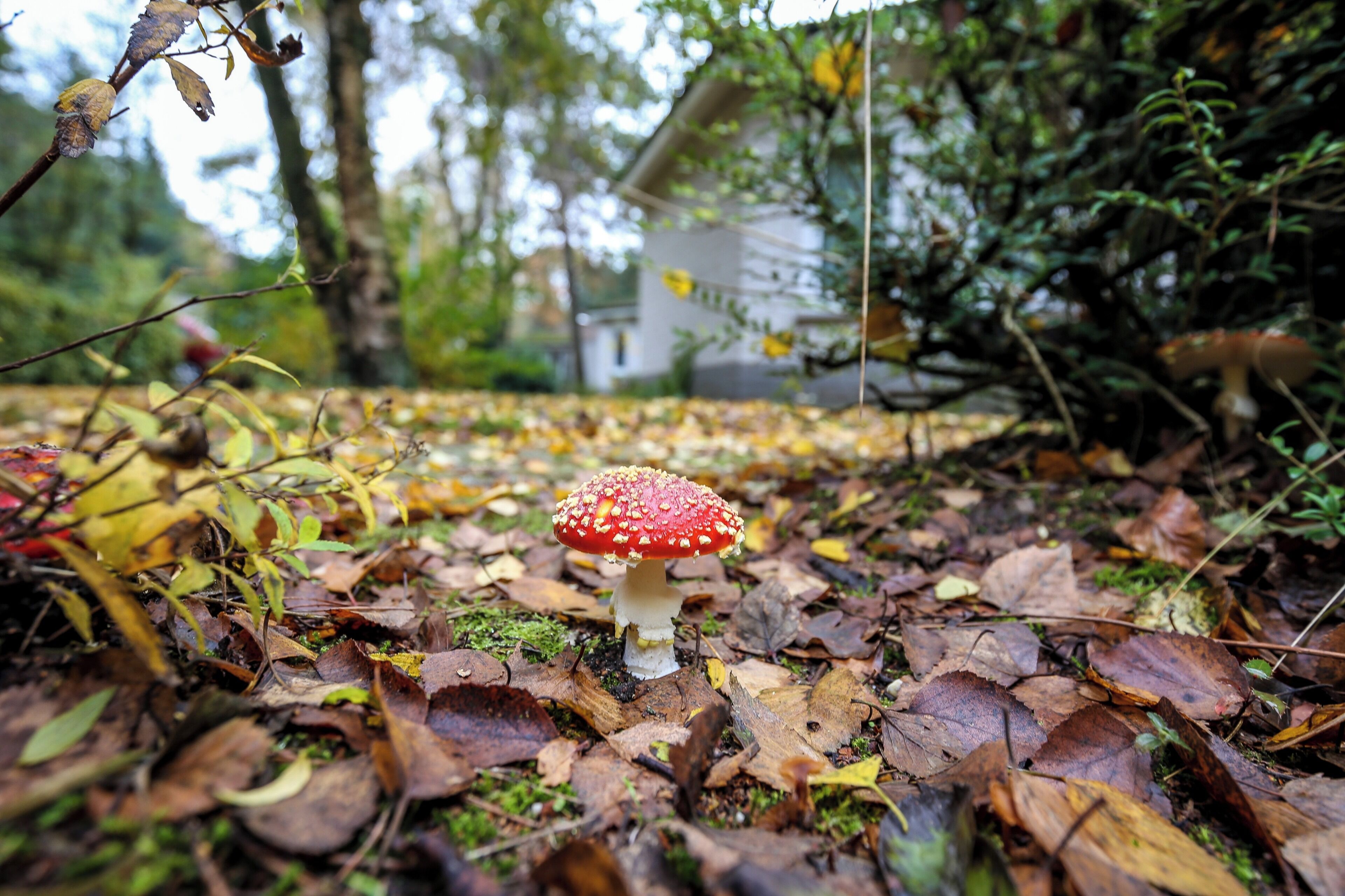 Un champignon dans une forêt où les feuilles sont tombées, avec une maison en arrière-plan.